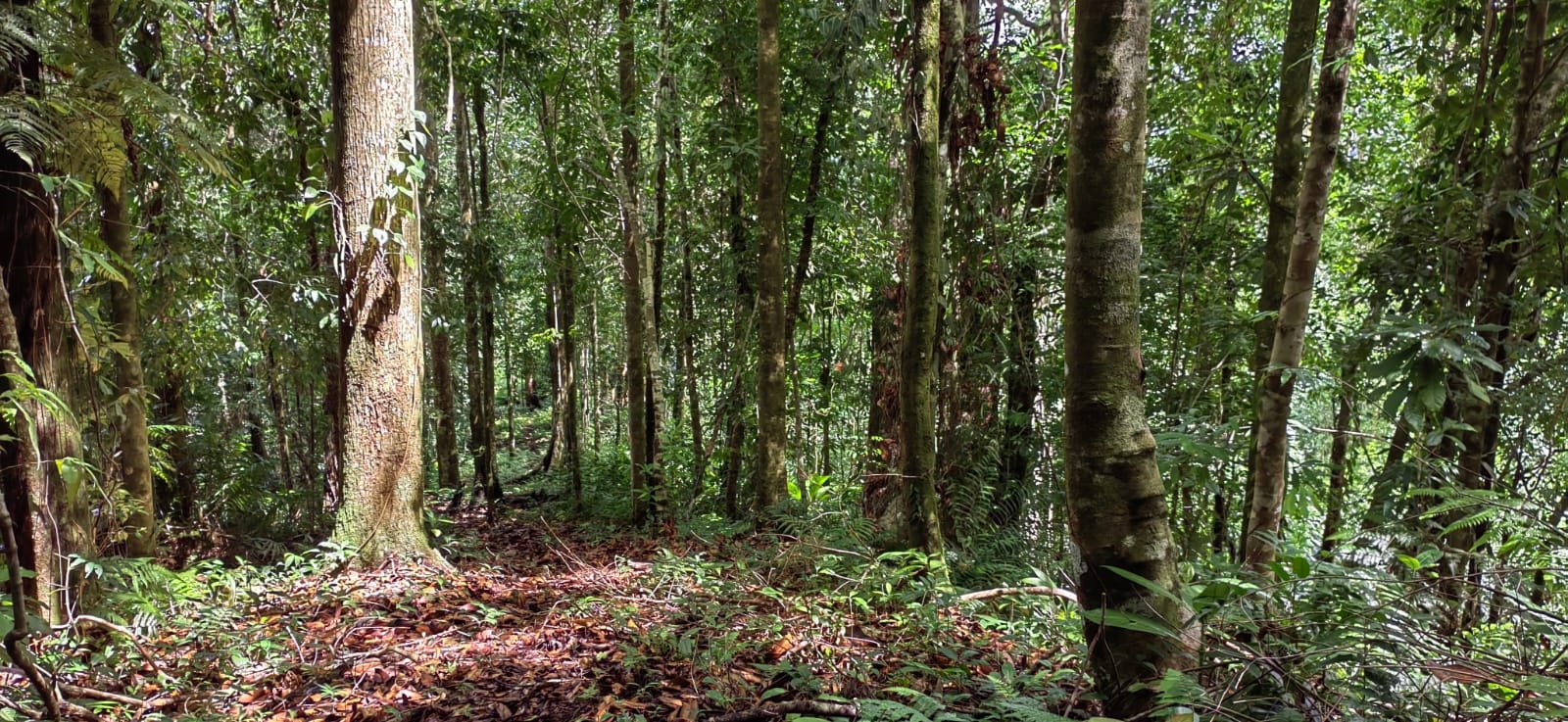 Realtor in Paradise Extraordinary Conservation Sanctuary